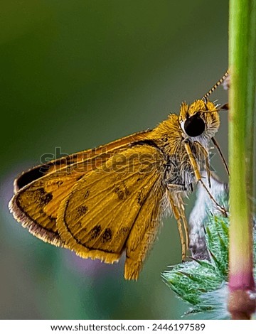 Skippers Butterflies are generally small butterflies with thick heads and large eyes.  This butterfly moves its wings at high speed when flying