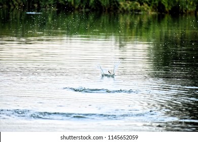 Skipping Stones Ripples