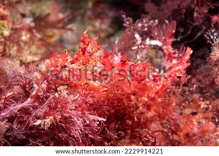 A skittish and elusive crevice kelpfish hides amongst a patch of red algae on a reef at California's Channel Islands.

