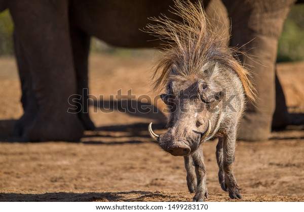 A skittish warthog on a bad hair day at a\
waterhole surrounded by elephants. Young elephants often give chase\
when warthogs come close to the waterholes where their family is\
gathered. Africa.