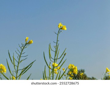 skly
					flower
					yellow
					beautiful
					natural
