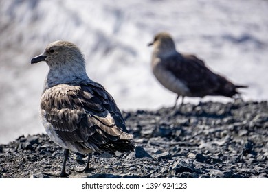 A Skua Bird Near Mcmurdo Station Antarctica