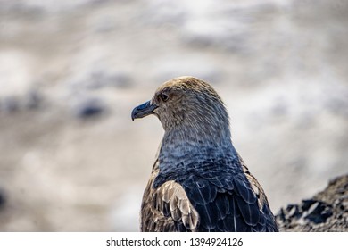 A Skua Bird Near Mcmurdo Station Antarctica