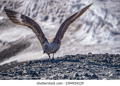 A Skua Bird Near Mcmurdo Station Antarctica