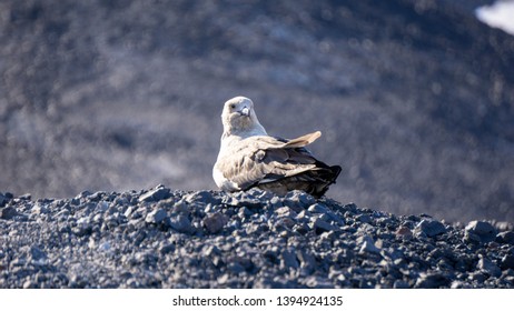 A Skua Bird Near Mcmurdo Station Antarctica