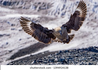 A Skua Bird Near Mcmurdo Station Antarctica