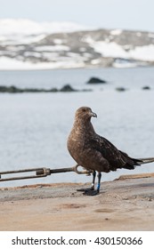 Skua Bird On The Concrete Floor In The Sea And Snow Background At The Antarctica