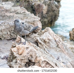 A Skua (Stercorariidae) Perched On Rocks At Penguin Point - Yorke Peninsula, South Australia