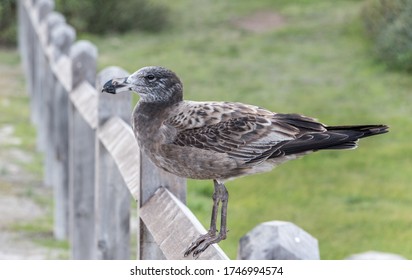 A Skua (Stercorariidae) Perched On A Wooden Fence - Yorke Peninsula, South Australia