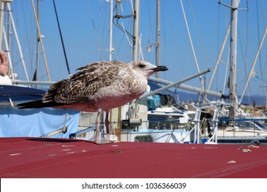 Skuas, Stercorariidae, Jaegers