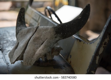 skull