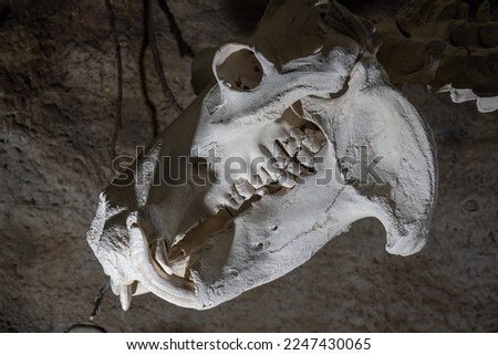 Skull of an adult hippopotamus.