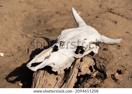 
skull of an animal