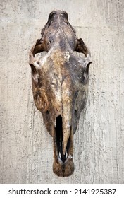 Skull of animal hanging on wall, scary skeleton on grunge background. Vintage style photo of old real head for rustic west theme. Concept of remains, Satan, hunting trophy, fossil skull and western.