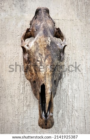Skull of animal hanging on wall, scary skeleton on grunge background. Vintage style photo of old real head for rustic west theme. Concept of remains, Satan, hunting trophy, fossil skull and western.