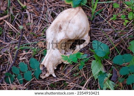 The skull of an animal lying in the forest, close-up. The concept of death and life.
