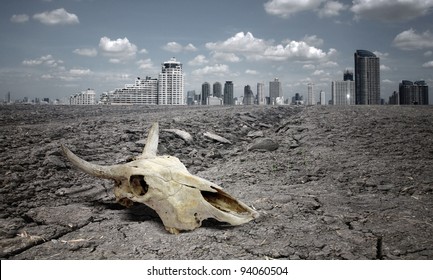 Skull Animal On Dry Land.