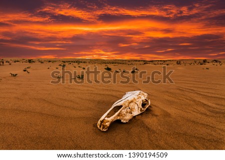 Skull of an animal in the sand desert at sunset. The concept of death and end of life