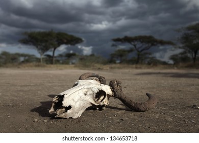 Skull of an antelope in the african drought