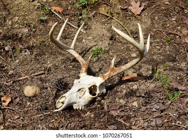 Skull and antlers of an eight point whitetail deer in the forest.