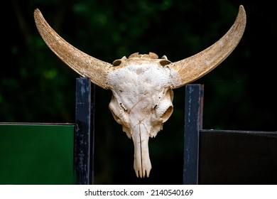 309 Swamp Skull Images, Stock Photos & Vectors | Shutterstock