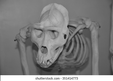 The skull of Australopithecus africanus from Africa isolated on the white  or gray background - Shutterstock ID 351414773