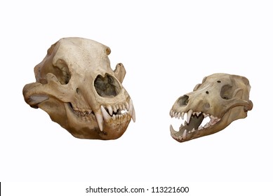 Skull of a bear and wolf on a white background
