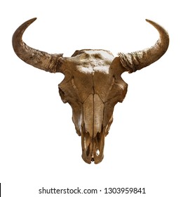 skull bison head on a white background. Isolated object