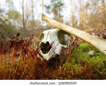 Skull and Bone