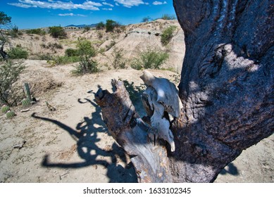 Skull bone (cranial bone) of an animal in on a tree in the Desierto de la Tatacoa
