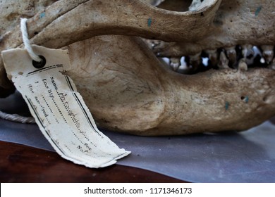 Skull Bone And Teeth With Museum Tag