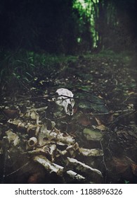 Skull and bones