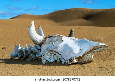 The skull   bones dead cow against the background sands   dunes  Close  up  