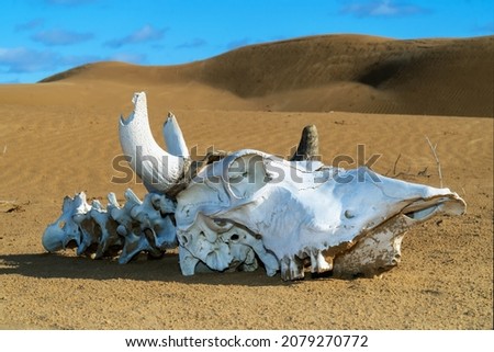 The skull and bones of a dead cow against the background of sands and dunes. Close-up. 