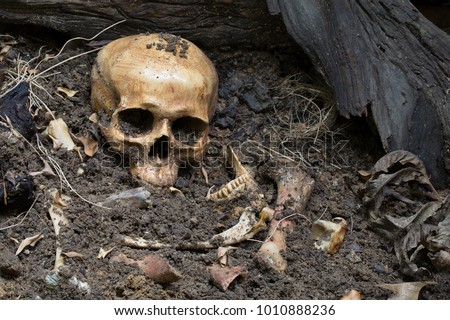 Skull and bones digged from pit in the scary graveyard which has dim light / Still life and art image