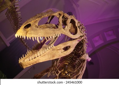 Skull and bones of a dinosaur in the museum. - Shutterstock ID 245461000