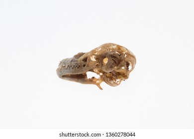 237 Vespertilionidae Stock Photos, Images & Photography | Shutterstock