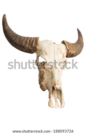 The skull of Bubalus arnee in Thailand.
