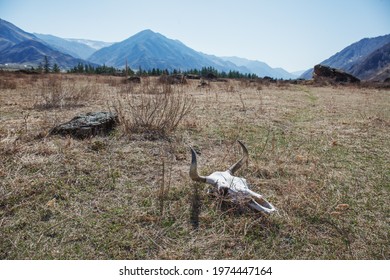 The skull of a bull with horns lies on dry grass in the steppe. Dead pet. Spring landscape with high mountain peaks in the Altai Republic.