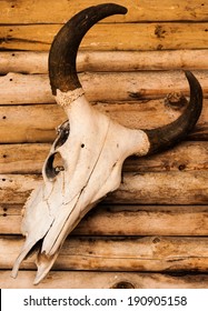 skull of bull that put on wall of the wood