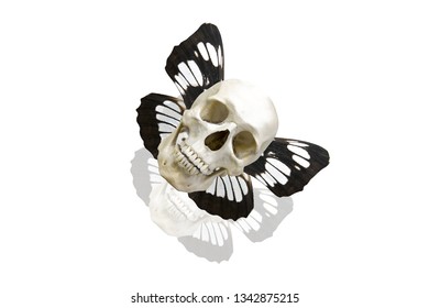  skull with butterfly wings. isolated on white background