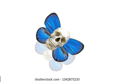  skull with butterfly wings. isolated on white background