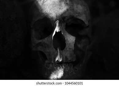 Skull Catacombs Paris France Close Up Cranium Femur Cemetary Death 