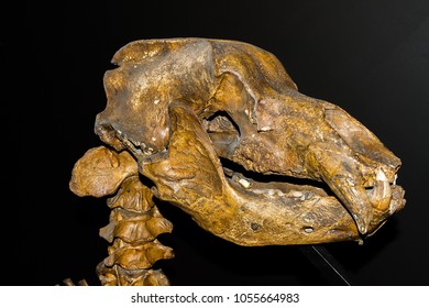 Skull Of Cave Bear (Ursus Spelaeus) In Museum (Krakow, Poland)