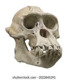 Skull Of The Chimpanzee (Pan Troglodytes), Also Known As The Common Chimpanzee, Or Simply Chimp