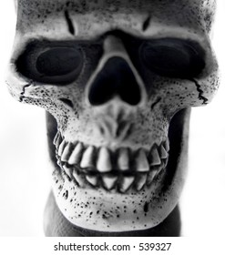 Skull closeup