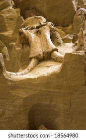 The Skull Of A Columbian Mammoth (Mammuthus Columbi) At A Dig Site In South Dakota, United States.