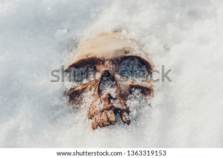  skull covered with snow and ice.  human skull. buried human remains