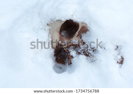 skull covered with snow and ice.  human skull. buried human remains. terrible find