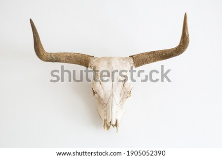a skull of a cow with horns against a white wall